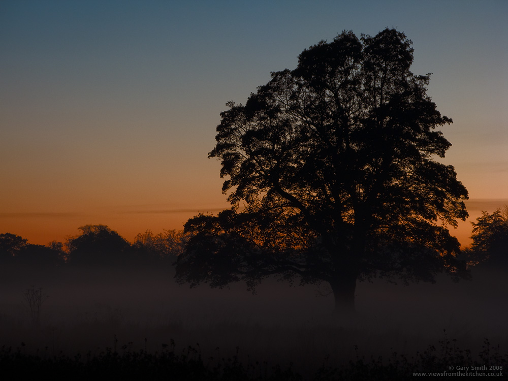 Twilight tree in misty field